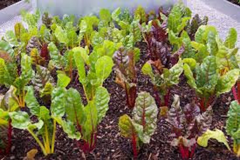 Rainbow Swiss Chard, Beta vulgaris subsp. vulgaris, Organic Seeds, 50 Seeds Per Pack , Heirloom Seeds, GMO Free Seeds, Edible Seeds image 5