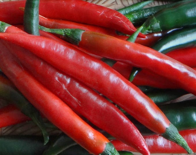 Prik Chi Fa Pepper, Capsicum Annum longum, 20 Seeds Per Pack, Organic Seeds, GMO Free, Organic Seeds,