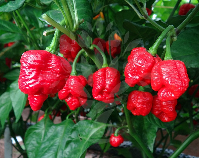 Heirloom Edible Seeds, Pepper Seeds, Trinidad Scorpion "Butch T" ,capsicum chinense, 15 Seeds Per Pack