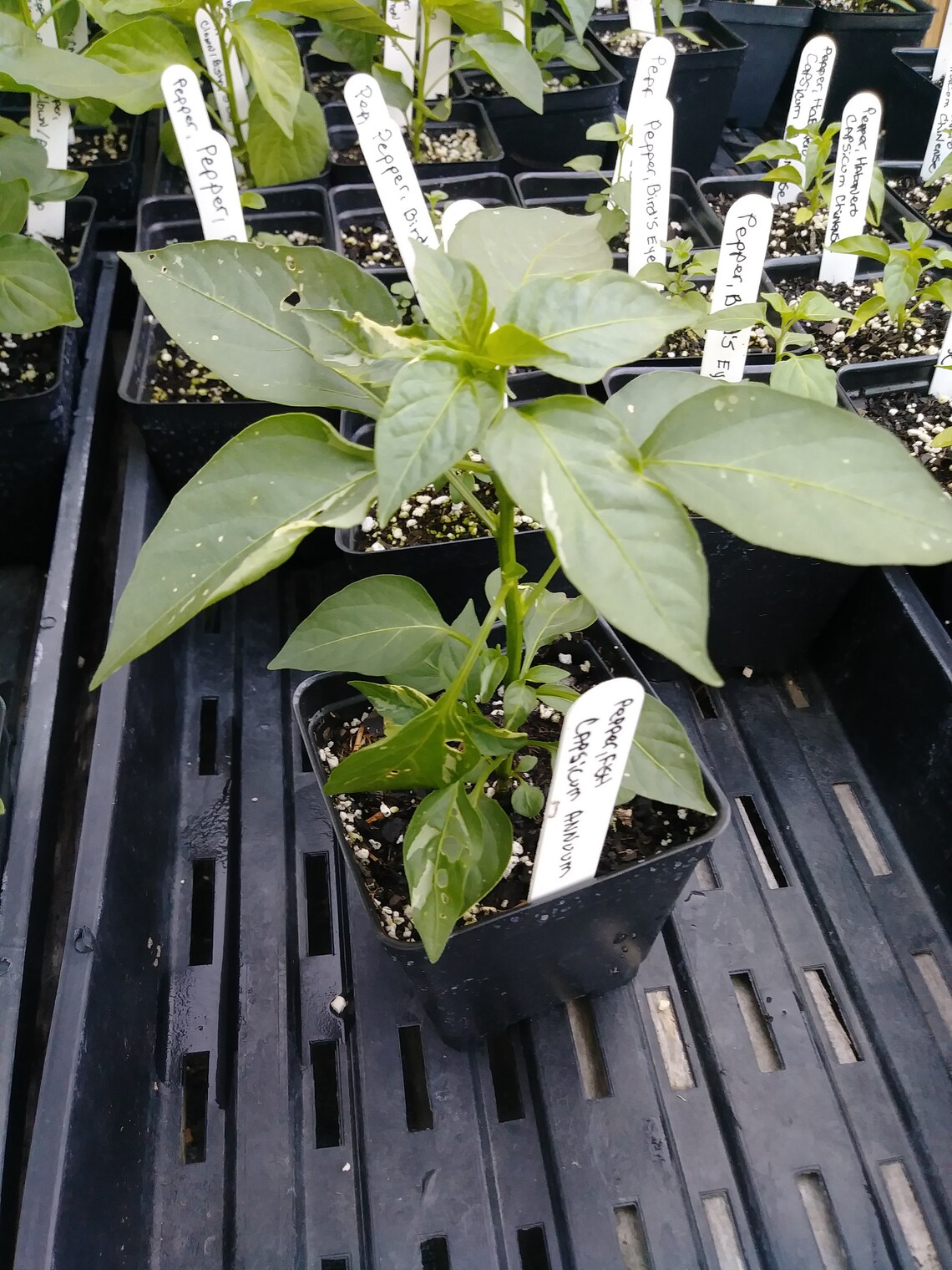 Fish Pepper 4in Pepper Plant capsicum annuum Organic Etsy Fish Pepper 4in Pepper Plant capsicum annuum Organic Etsy