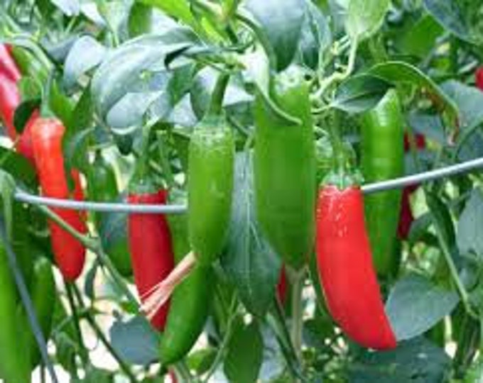 Pepper, Serrano Pepper, Capsicum annuum, 20 Seeds Per Pack, Organic, Heirloom, GMO Free,