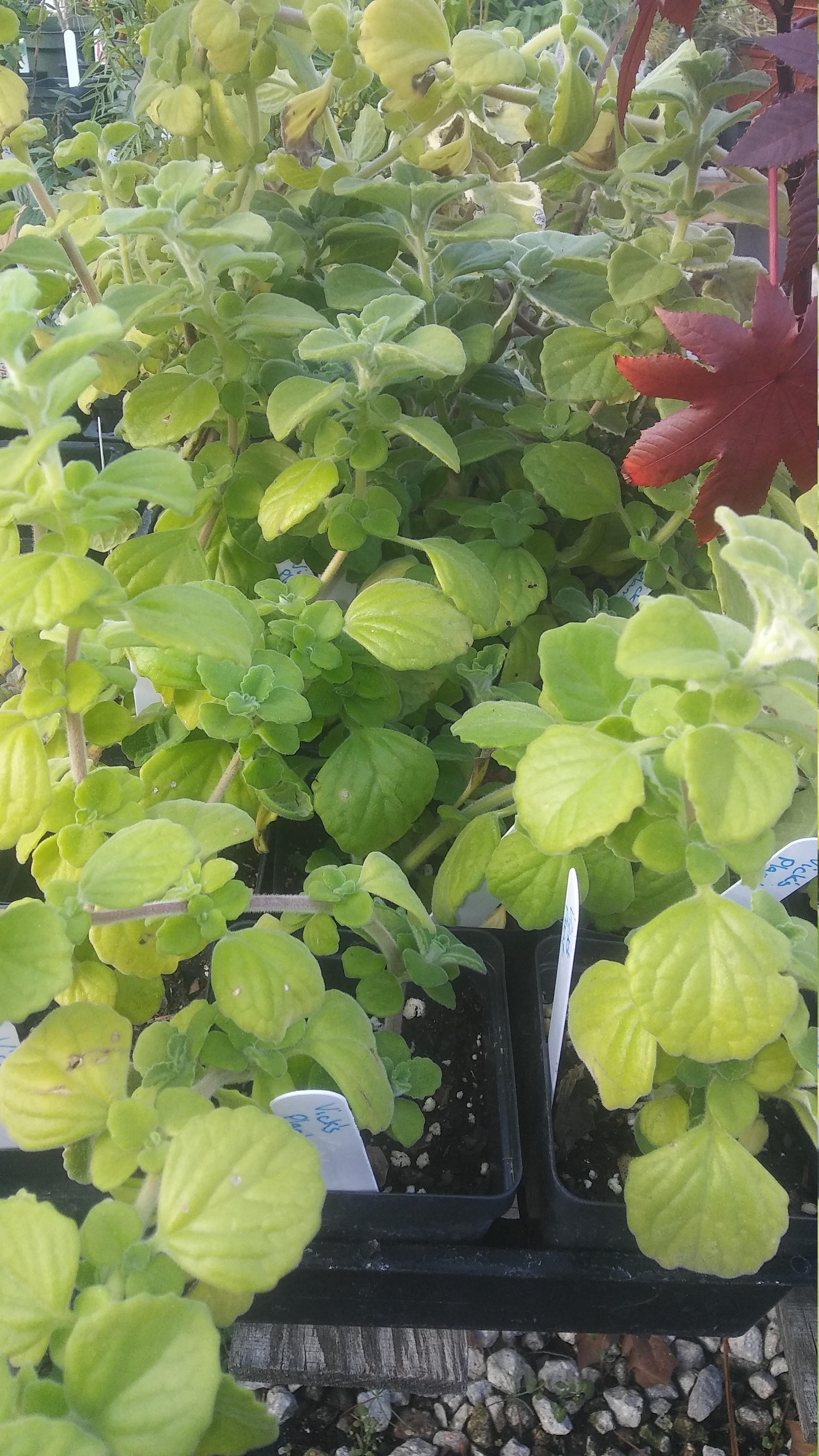 Vicks Plant Plectranthus Hadiensis Var. Tomentosa 4in Potted Etsy