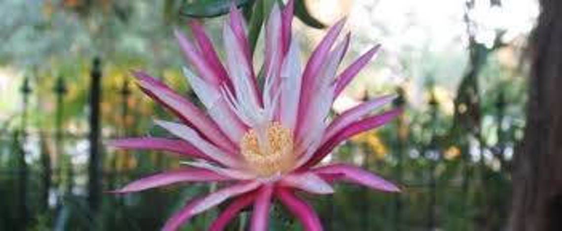 Epiphyllum Orchid Cactus ric Rac Ephiphyllum Hybrid - Etsy
