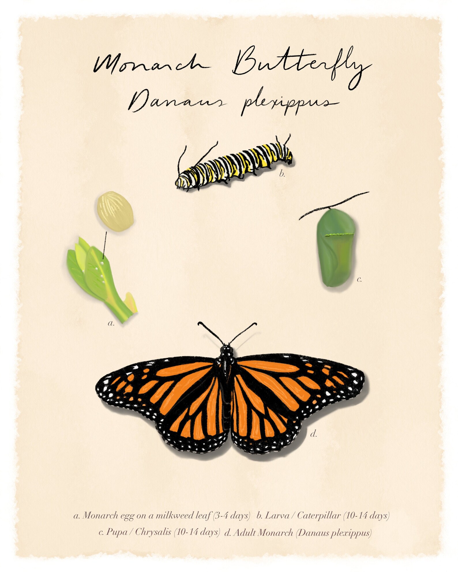 Monarch Butterfly Study Etsy