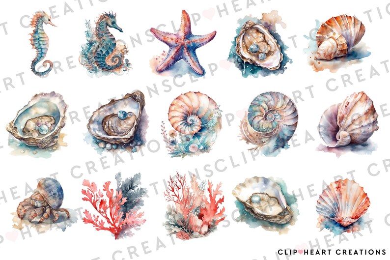 Seashells Watercolor Clipart Set, Commercial Use Instant Download PNG ...