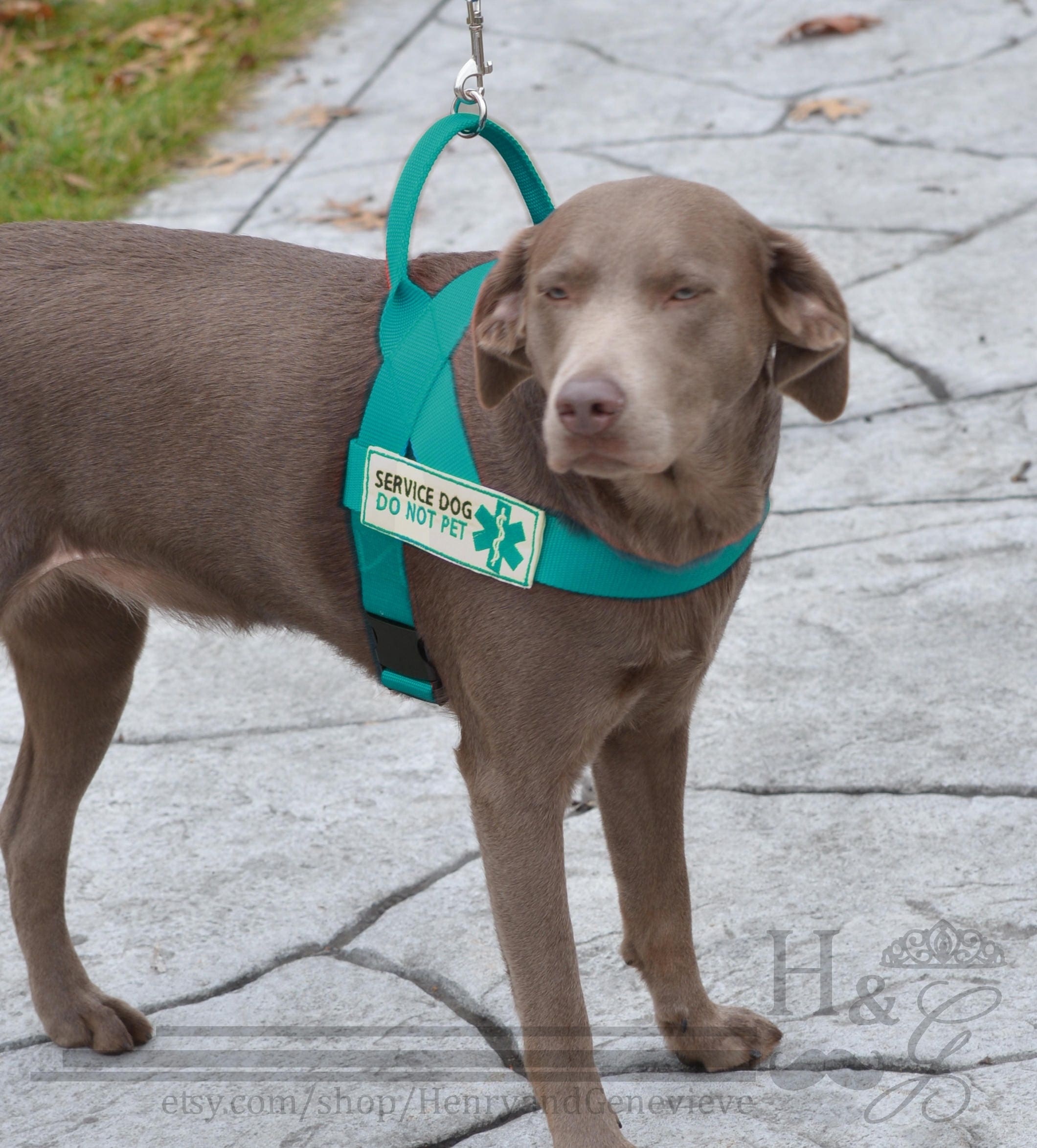 Service Dog Harness in CUSTOM COLOR whatever color you want Etsy