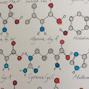 Watercolour Amino Acids