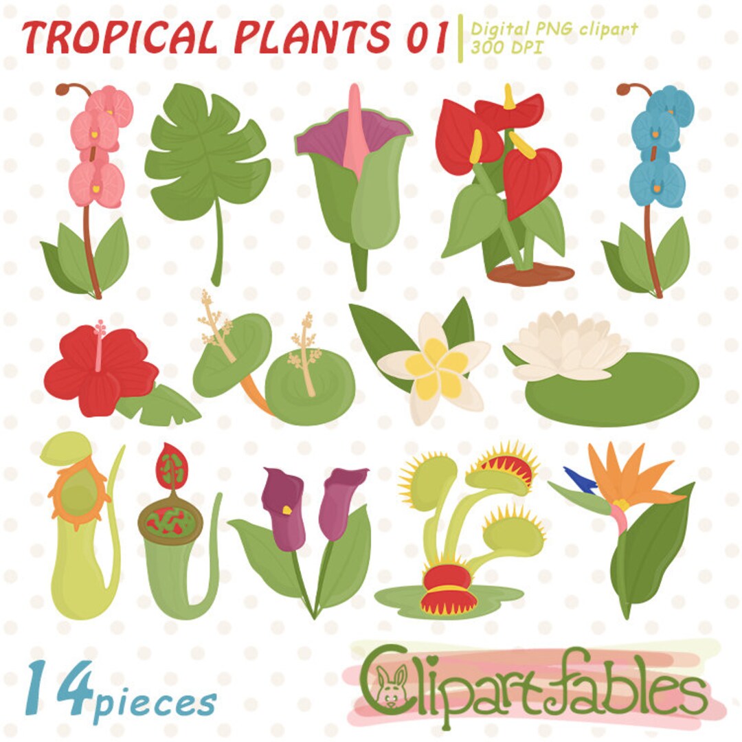 10 Types Of Tropical Rainforest Plants 10 Types Of Tropical Rainforest Plants