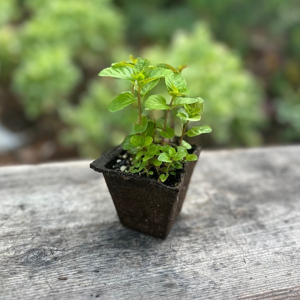 1 Rooted Lime Mint