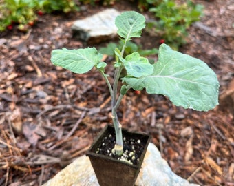 One Rooted Taunton Deane Kale Plant