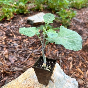 One Rooted Taunton Deane Kale Plant