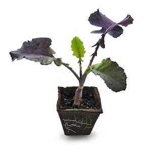 1 Rooted Purple Tree Collard Plant