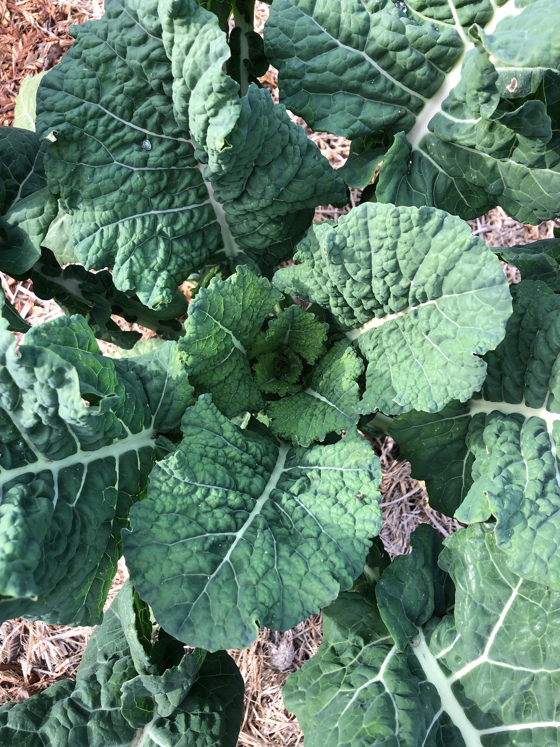 1 Rooted Big Blue Tree Collard Plant Etsy