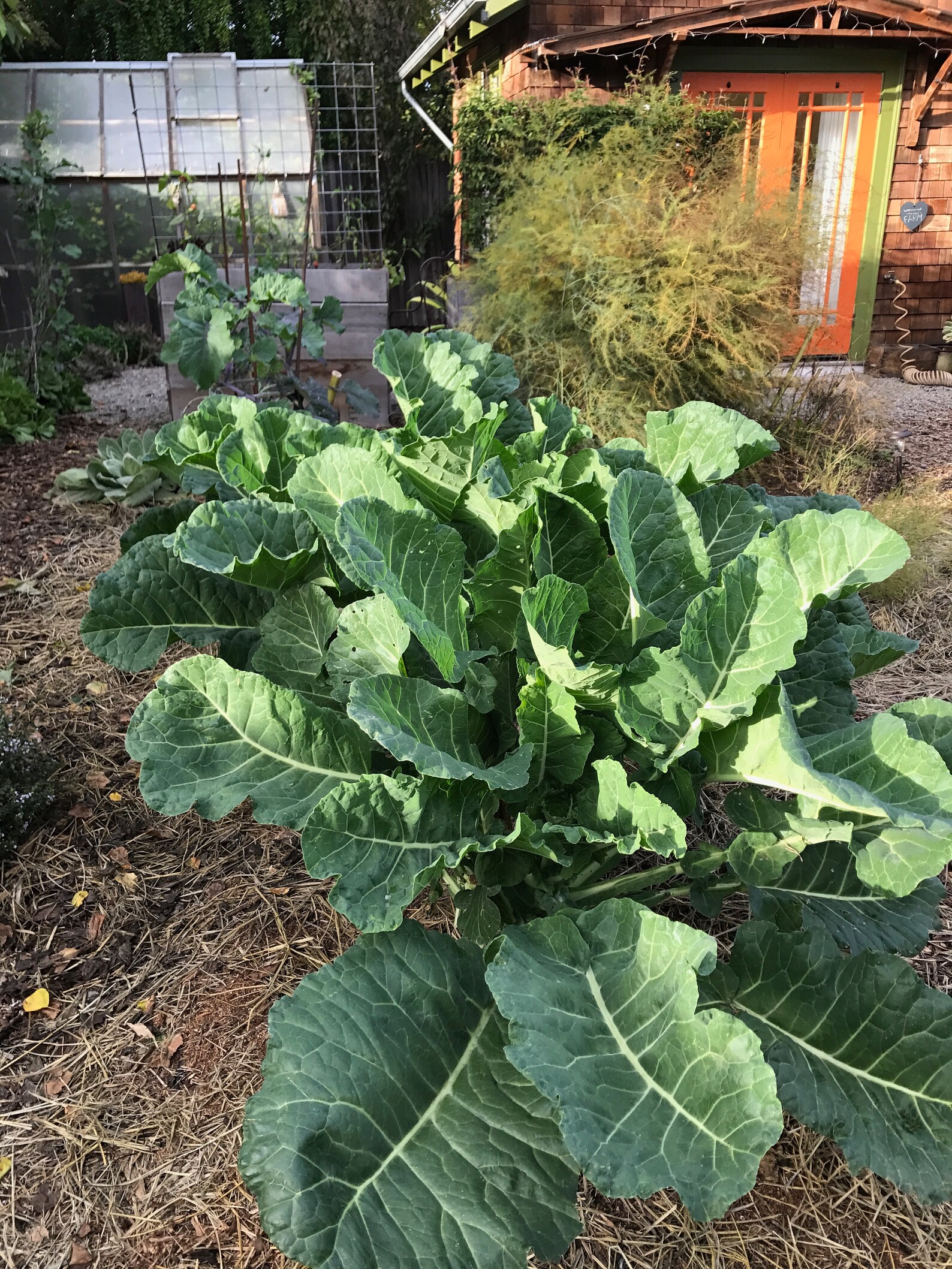 1 Rooted Merritt Tree Collard Plant Green Etsy