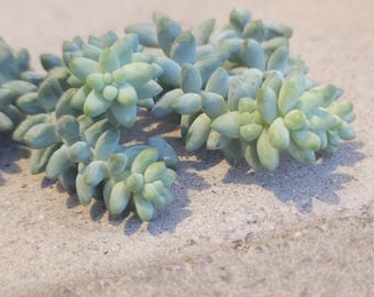 Burros Tail Succulent Starters + Propegation Leaves