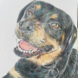 Custom pet tribute memorial colored pencil portrait drawing