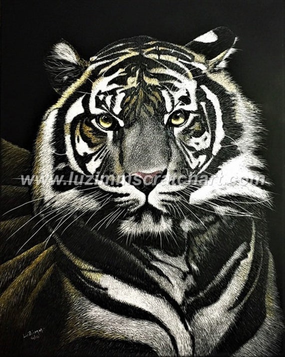 Sumatran Tiger Scratchboard Original 11x14 reg Etsy