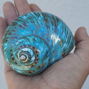 conchiglia: verde burgo imperialis del madagascar