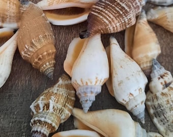 May include: A collection of seashells in various shades of brown, white, and gray. The shells are arranged in a random pattern on a wooden surface.