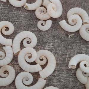 Seashells: pack of 10 spirula spirula