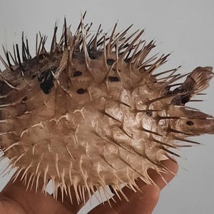 May include: A dried pufferfish, tan in color, with numerous sharp spines covering its body. The fish has fins and a tail, and is held in a hand against a plain background. The spines are long and pointed, creating a spiky appearance.