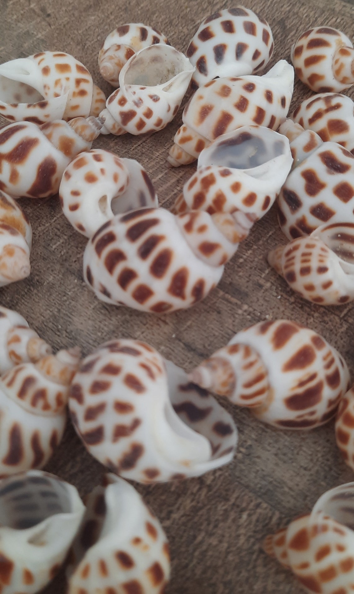 Shell: Babylonia Aerolata per 100 Grams - Etsy