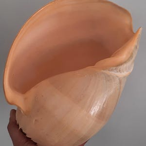 May include: A large, peach-colored conch shell with a smooth, glossy surface. The shell has a wide opening and a spiral shape, showcasing natural textures and hues. The shell is held in a hand.