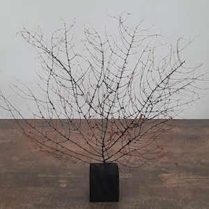 May include: A dark brown, fan-shaped sea fan coral specimen mounted on a solid, rectangular black wooden base. The coral features a delicate, intricate network of thin, branching stems that spread outward in a wide, symmetrical pattern.