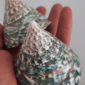 Puede incluir: Dos conchas marinas en forma de cono con patrones verdes, blancos y marrones. Las conchas tienen una superficie texturizada y una parte superior puntiaguda. Las conchas se sostienen en una mano.