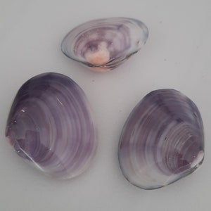 Può includere: Tre conchiglie viola e bianche con una finitura liscia e lucida. Le conchiglie hanno una forma naturale e organica e sono un bellissimo esempio dell'arte della natura.
