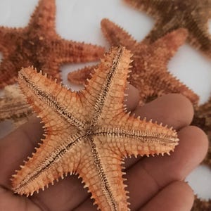 Peut inclure: Gros plan sur plusieurs étoiles de mer séchées aux tons orange et marron. L'une d'elles est tenue dans une main, révélant sa surface texturée et ses détails complexes. D'autres étoiles de mer sont visibles en arrière-plan.