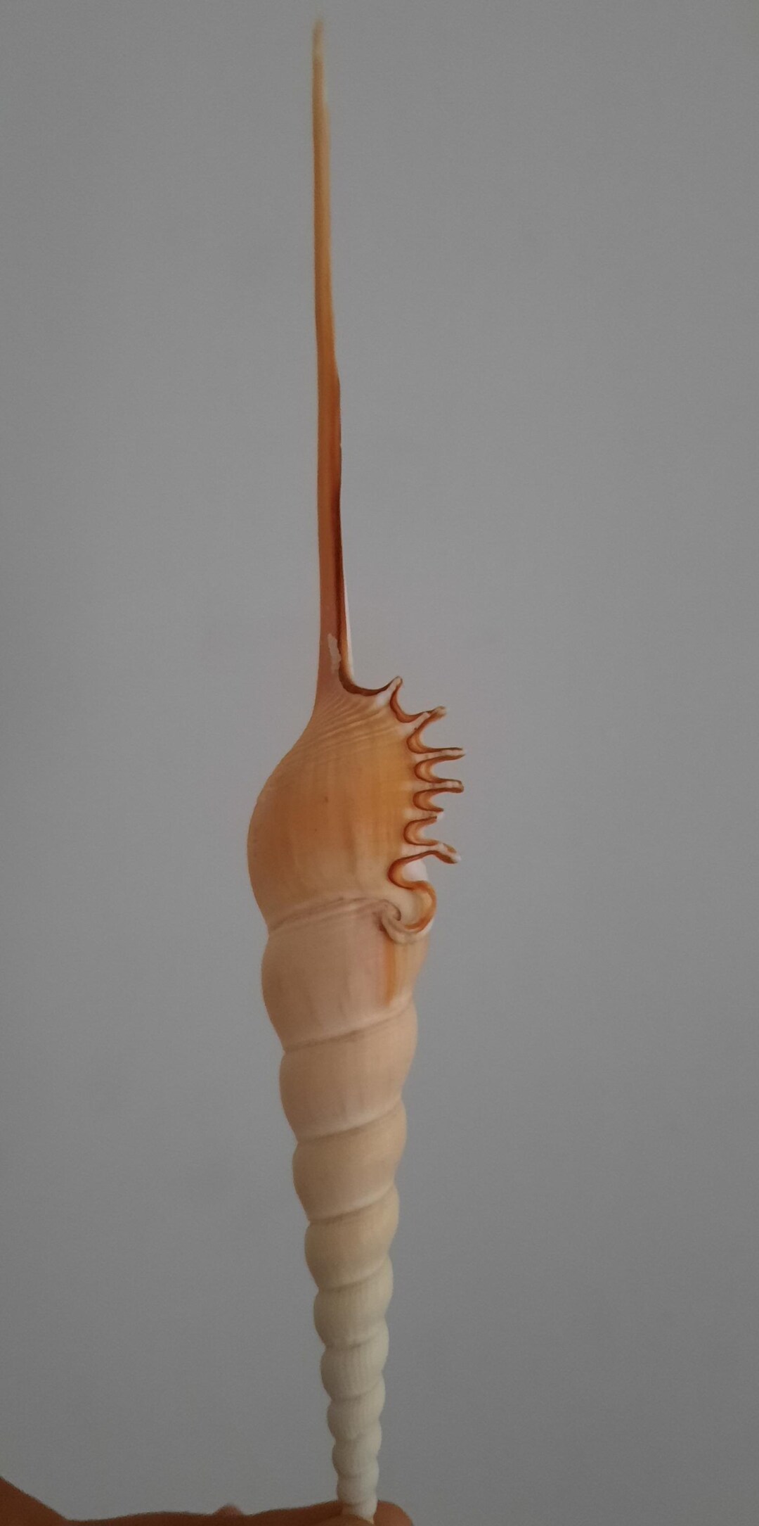 Shell: Tibia Fusus From the Philippines - Etsy