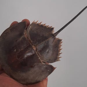 Peut inclure: Une carapace de limule séchée de couleur brun foncé, présentant un bouclier antérieur lisse et arrondi ainsi qu'une section postérieure segmentée avec des épines latérales pointues. Une longue pointe caudale rigide s'étend à l'arrière.