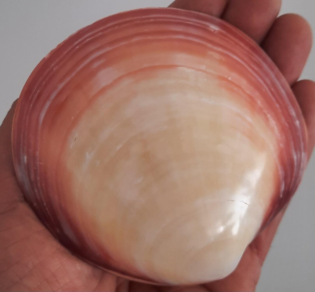 Seashell: Codakia Tigrina #1 - Etsy