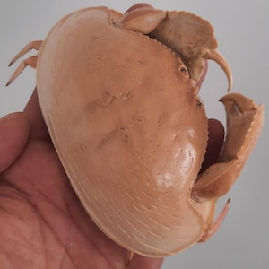 Op de afbeelding: Een lichtbruin krabschelp met zichtbare klauwen en poten. De schelp heeft een glad, getextureerd oppervlak met een afgeronde vorm. De krab wordt in een hand gehouden, waarbij de natuurlijke vorm en details worden getoond.