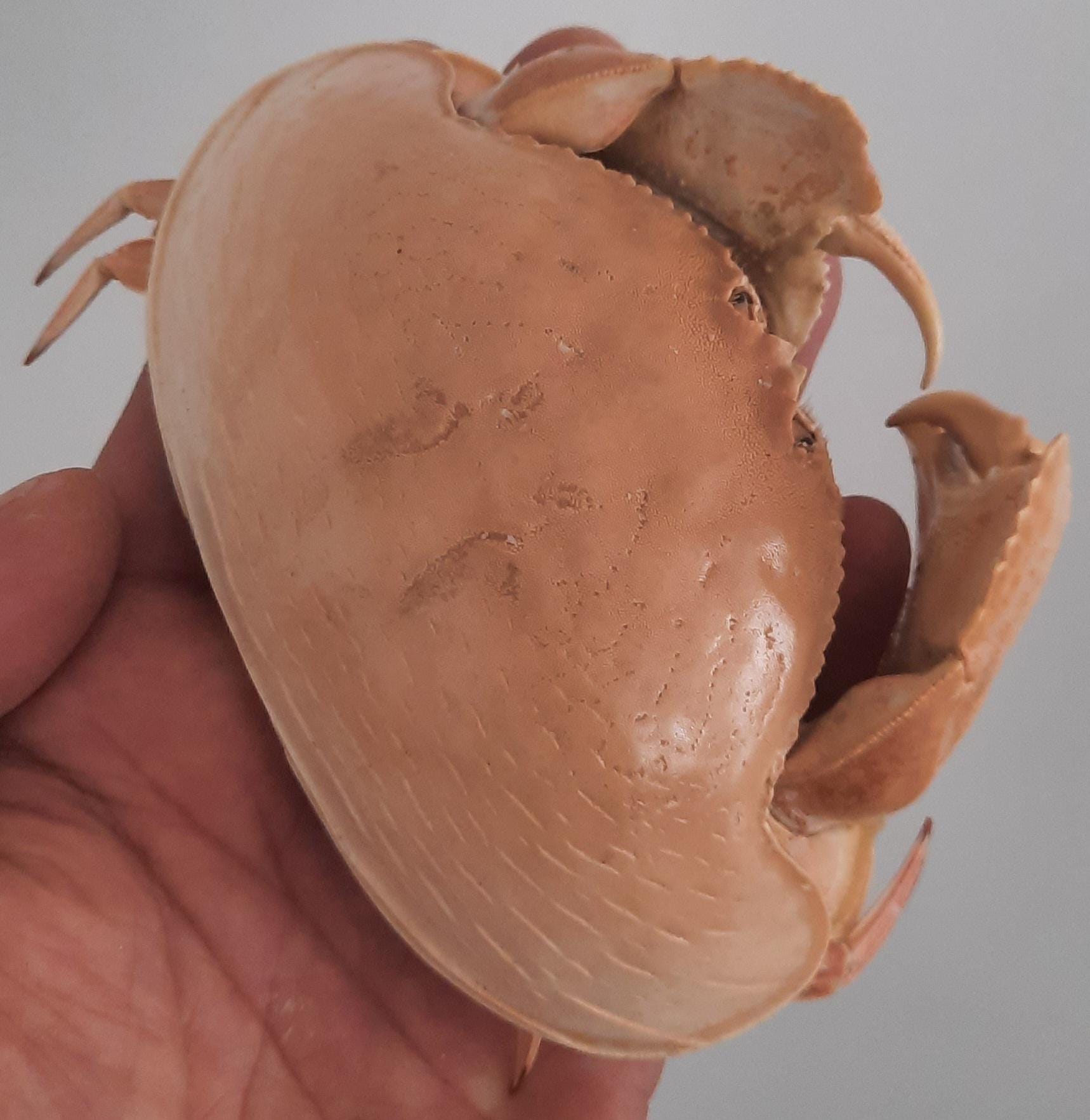 Taxidermy crab - Etsy 日本