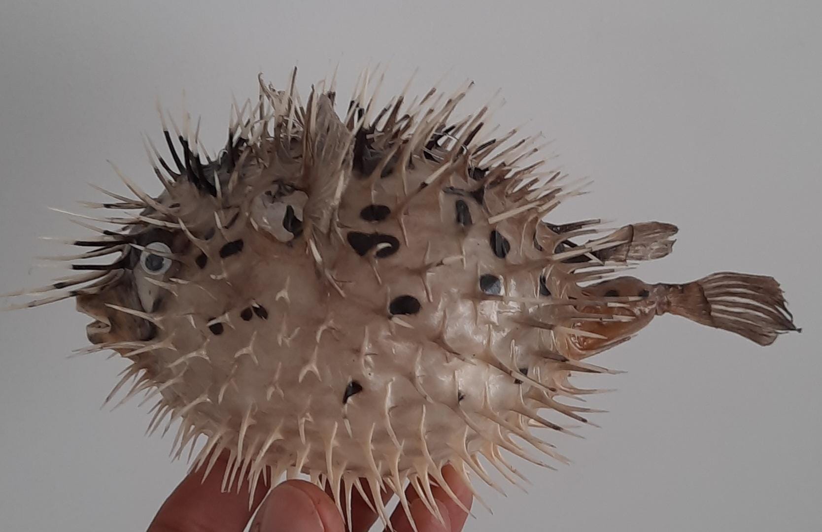 Taxidermy, curiosity: stuffed Diodon holocanthus fish