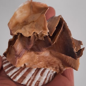 Puede incluir: Una concha natural con una apariencia en capas y texturizada. La concha presenta una mezcla de colores marrón, beige y blanco. La base de la concha tiene un patrón de rayas, mientras que la parte superior tiene una forma orgánica y arrugada.