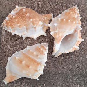 Peut inclure: Trois coquillages avec un extérieur texturé et épineux. Les coquillages sont un mélange de crème et d'orange clair, avec un intérieur blanc. Les coquillages sont disposés sur une surface marron.