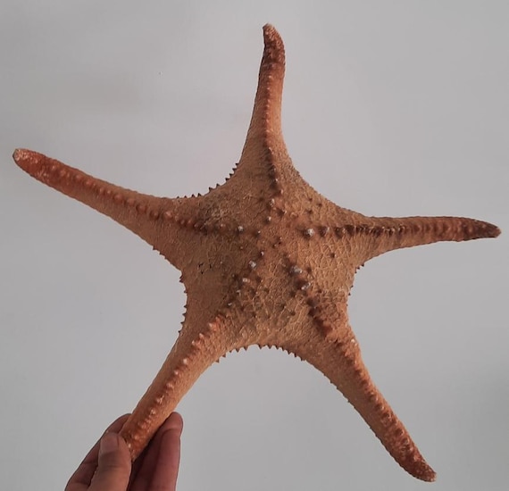 Curiosidades, rarezas: enorme estrella de mar de peluche XXL