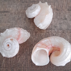 Puede incluir: Tres conchas blancas con marcas rosadas y naranjas. Las conchas son lisas y tienen forma de espiral.