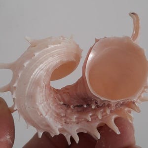 Coquillage : Angaria imperialis nacré