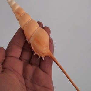 Concha: tibia fusus de Filipinas