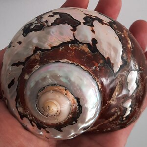 Zeeschelp: enorme turbosarmaticus