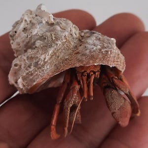 Peut inclure: Gros plan d'un bernard-l'ermite dans sa coquille. Le crabe a des pinces et des pattes orange-rouge, et son corps est partiellement visible. La coquille est beige et texturée. Le crabe est dans une main.