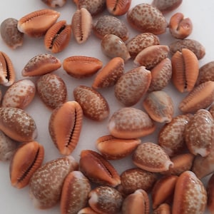 Peut inclure: Une collection de coquillages de cauris bruns et blancs. Les coquillages sont lisses et ont un éclat naturel.