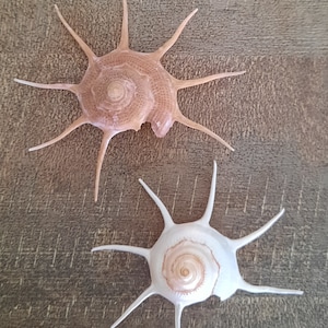 Puede incluir: Dos conchas de mar en forma de estrella con un patrón en espiral en el centro. La concha más grande es marrón y la más pequeña es blanca.