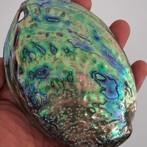 Op de afbeelding: Een iriserende abalone schelp met een levendig kleurenspectrum, waaronder diepblauw, heldergroen en vleugjes paars. Het oppervlak vertoont een natuurlijk, wervelend patroon met een gepolijste, reflecterende afwerking en kleine textuurvlekjes.
