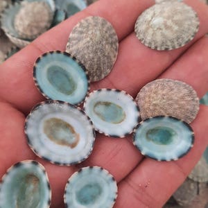 Peut inclure: Une collection de petits coquillages de patelles de forme ovale. Les surfaces extérieures sont texturées, marbrées de gris et de brun, tandis que les surfaces intérieures sont lisses, avec un centre bleu-vert pâle brillant et un bord blanc.