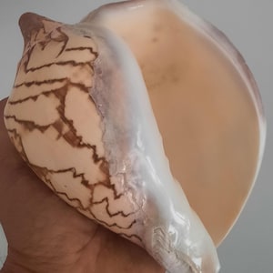 Schelp: Cymbiola Nobilis XXL #1